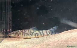 Catfish fish for sale: Loaches & Catfish - Image 5