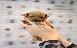 Miniature Poodle dogs for sale: A stunning litter of red miniature poodles  - Image 5