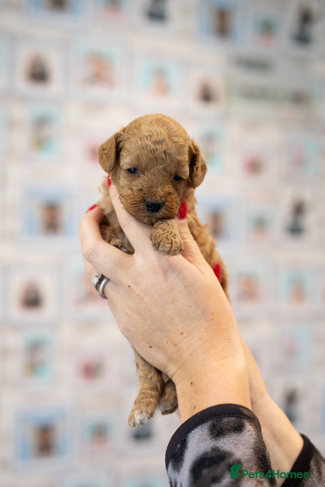 Miniature Poodle dogs for sale: A stunning litter of red miniature poodles  - Image 5