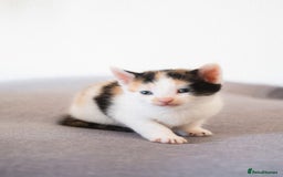 Mixed Breed cats for sale: 4 mixed breed kittens are looking home  - Image 7