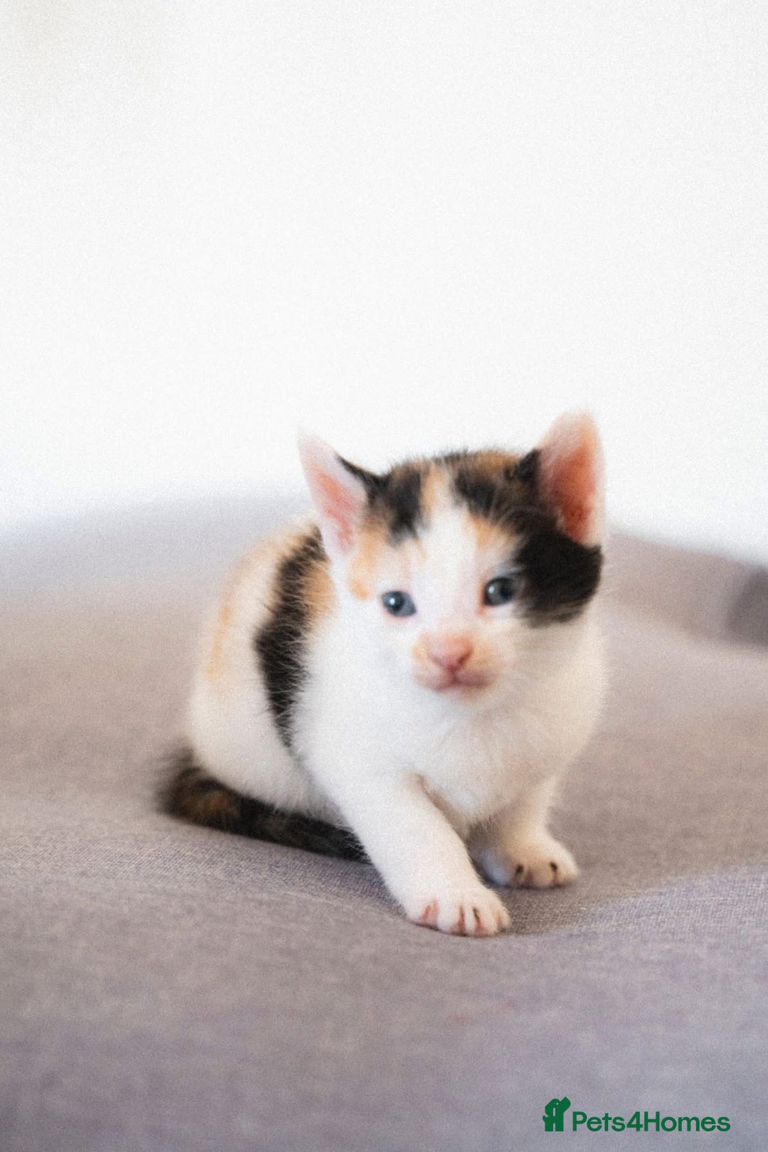 Mixed Breed cats for sale: 4 mixed breed kittens are looking home  - Image 7