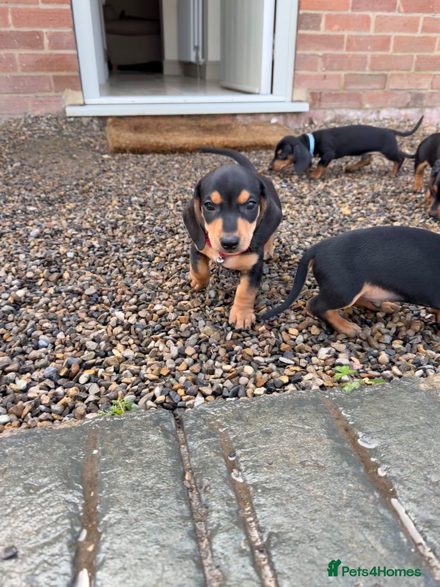 Miniature Dachshund dogs Miniature Black & Tan Dachshund puppies  - Advert 2
