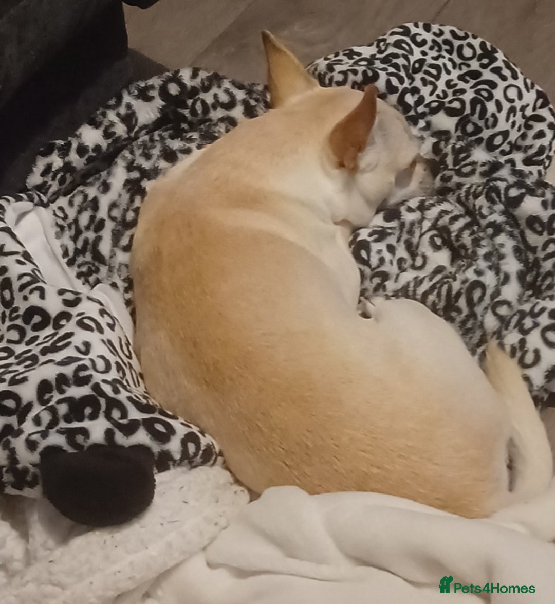 Chihuahua dogs for stud: Male chihuahua  - Advert 4