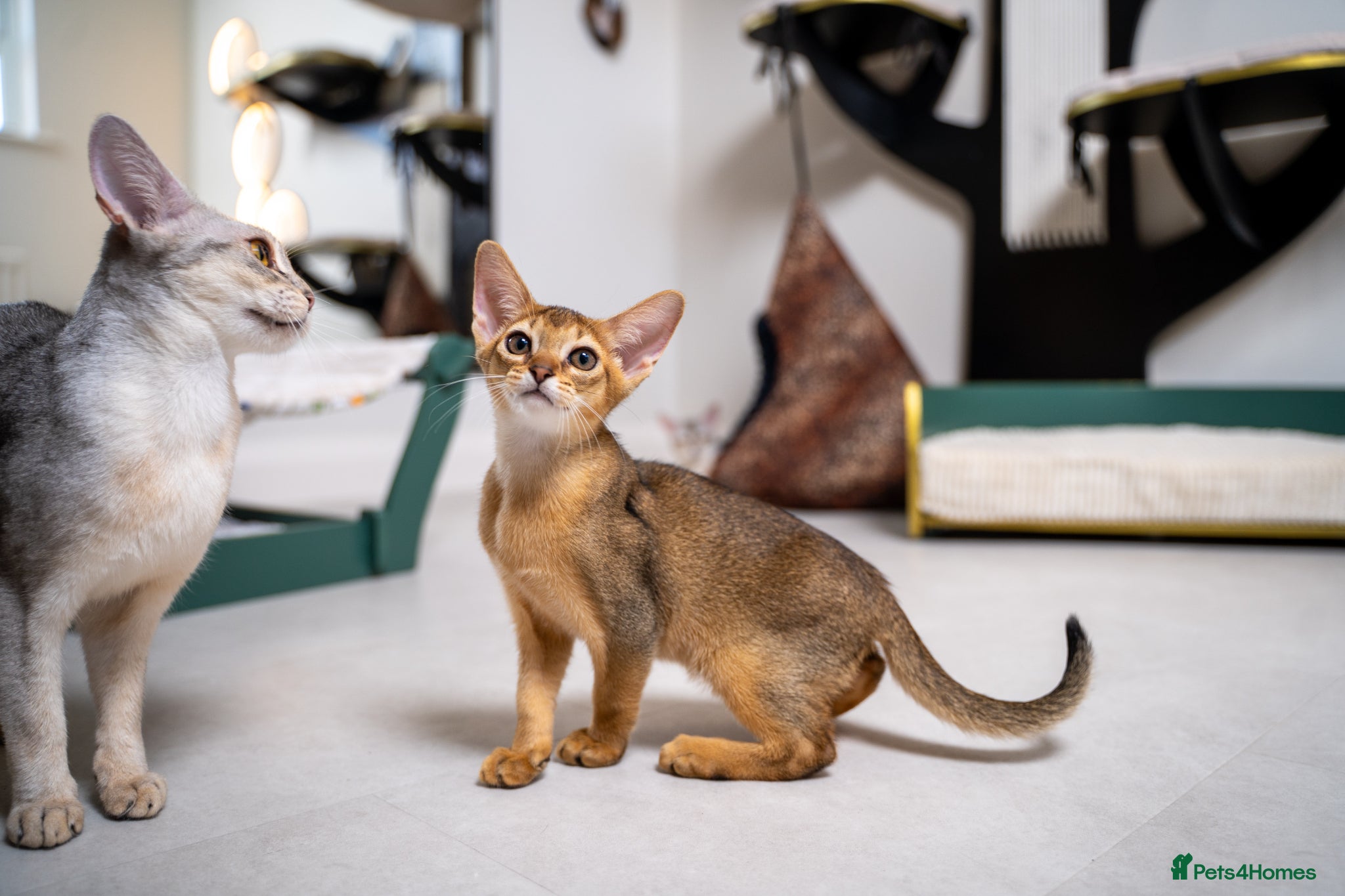Abyssinian cats Caspian- boy, unique champion line🥇READ TO GO! - Advert 2