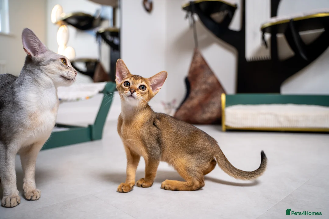 Abyssinian cats for sale: Caspian Boy - elegant, unique champion line🥇 - Advert 2