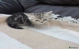 British Shorthair cats for sale: Ready to go - Image 2