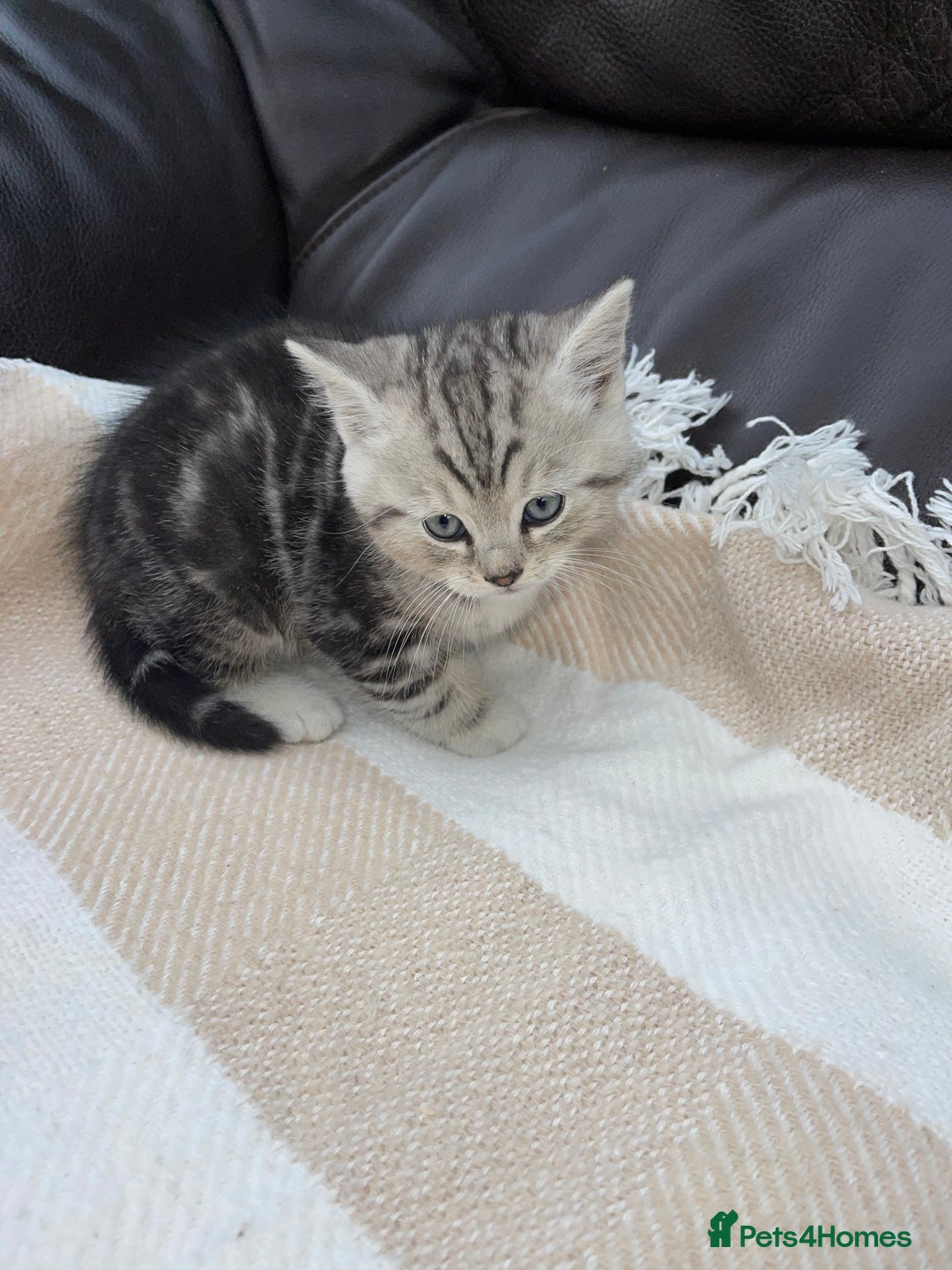 British Shorthair cats for sale: Ready to go - Image 2