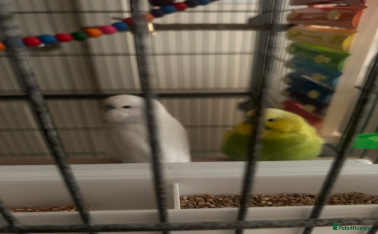 Budgerigars birds - Advert 1