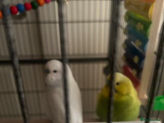 Budgerigars birds Budgies - Advert 11