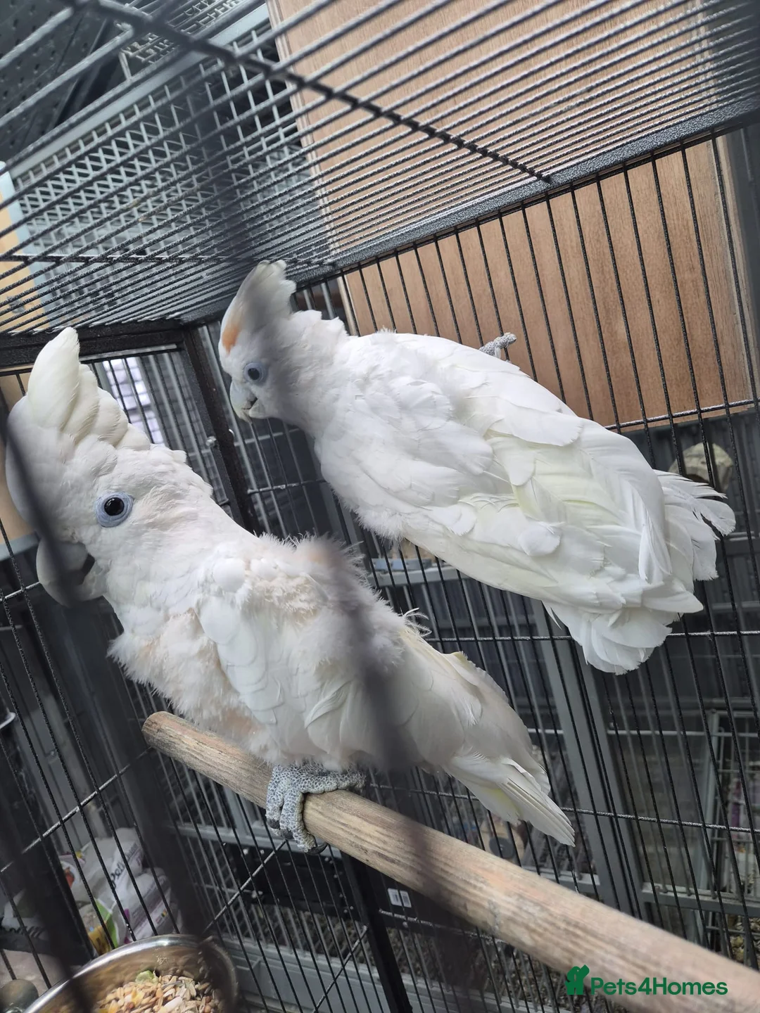 Cockatoo birds for sale: Pair of ducorp cockatoos - Advert 2