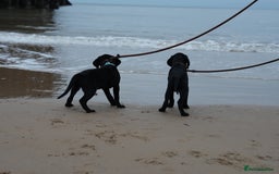 Labrador Retriever dogs for sale: Last 2 Black male labrador puppies vaccinated KC  - Advert 8