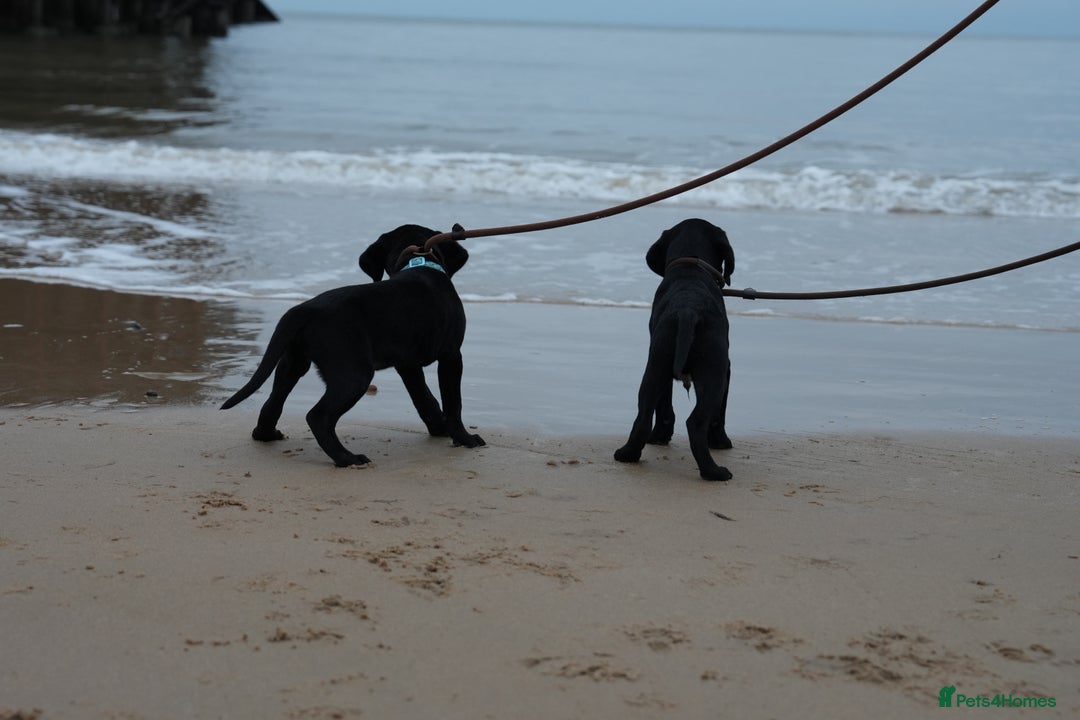 Labrador Retriever dogs for sale: Last 2 Black male labrador puppies vaccinated KC  - Advert 8
