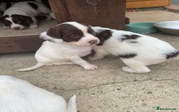 English Springer Spaniel dogs for sale: 7  Spingerspainel Puppies - Image 5