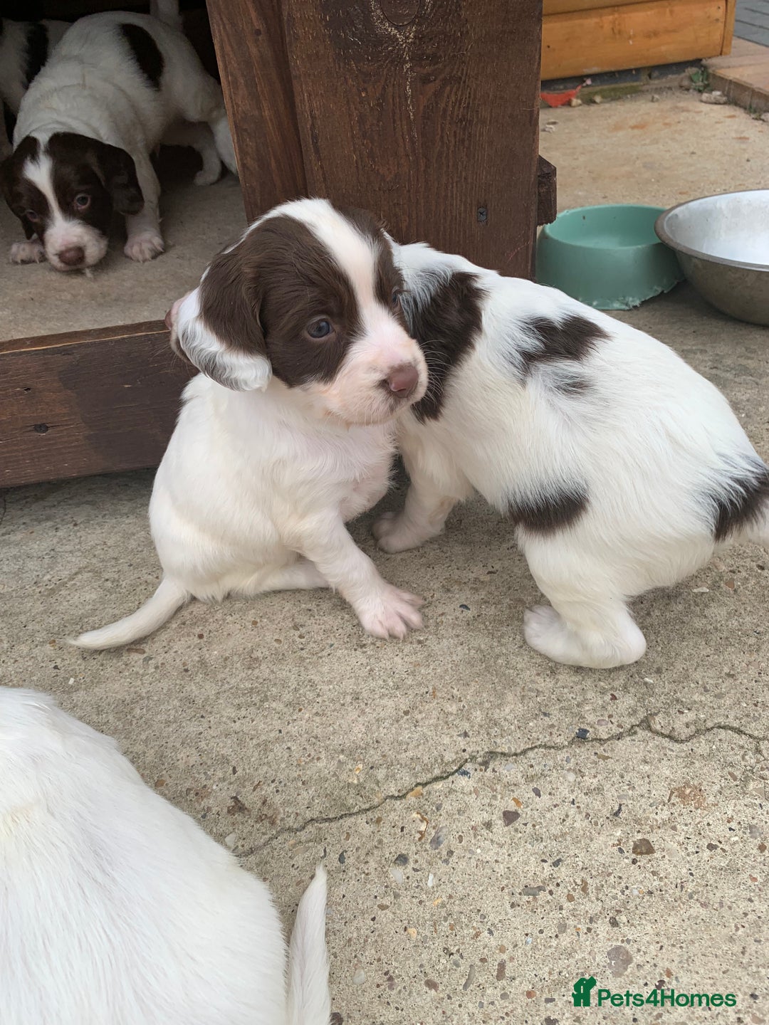 English Springer Spaniel dogs for sale: 7  Spingerspainel Puppies - Image 5