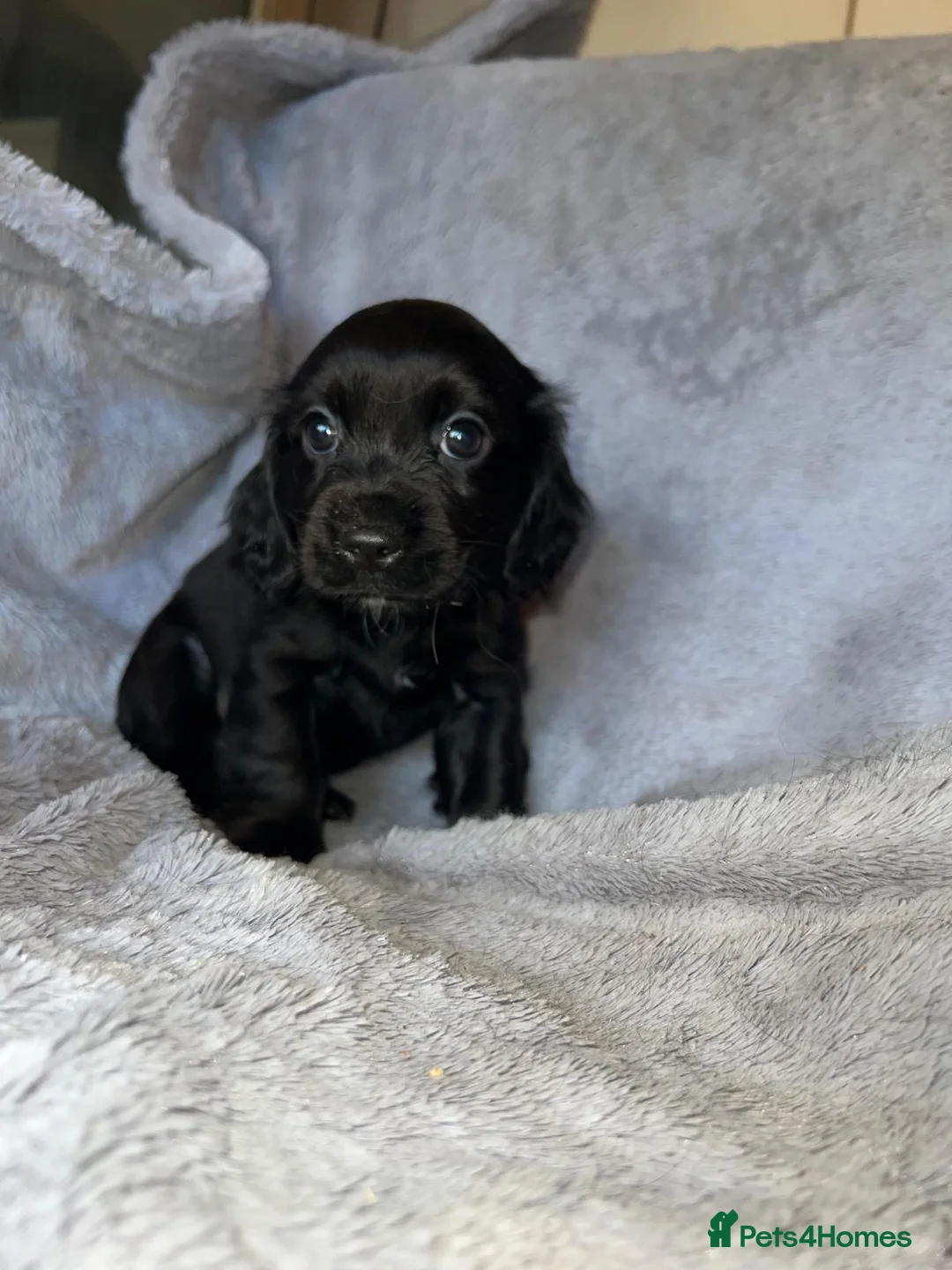 Cockapoo dogs for sale: Beautiful cockapoo puppy’s  - Advert 4
