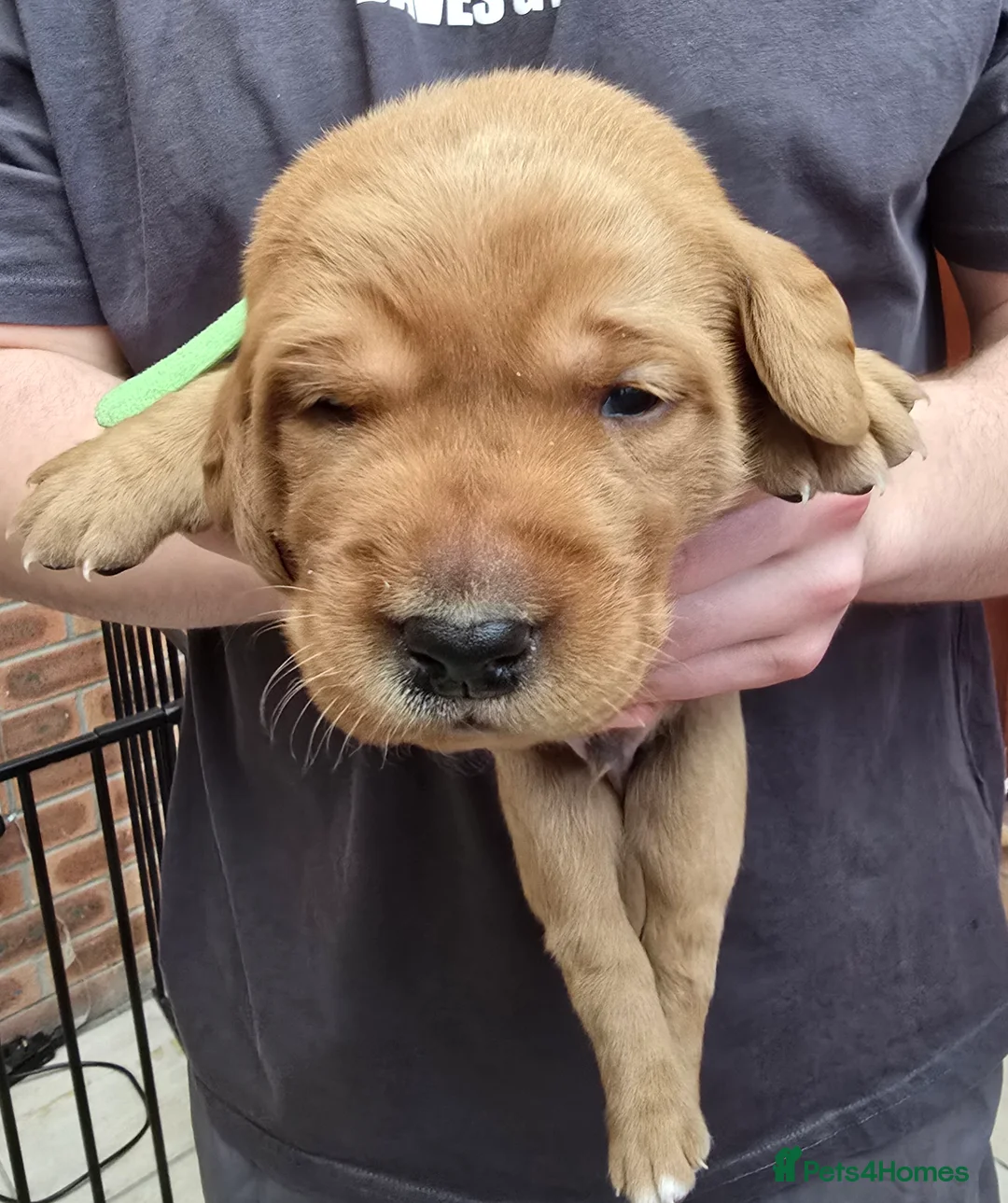 Labrador Retriever dogs for sale: 8 labrador pups bred for health and temperament! - Advert 11