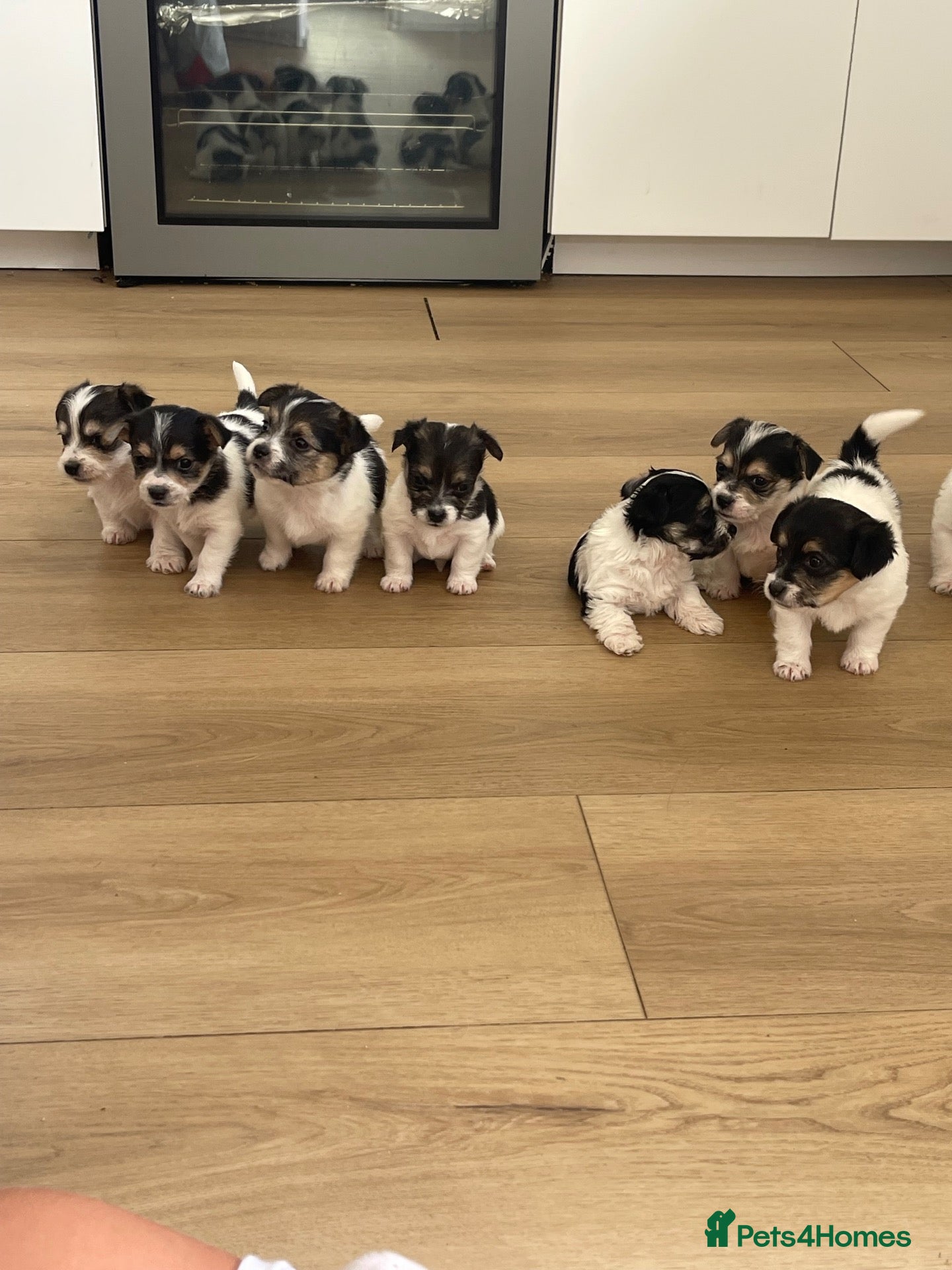Mixed Breed dogs Litter of Sealyham cross cairn terrier puppies  - Advert 2