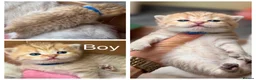 British Shorthair cats for sale: Adorable TICA British Shorthair kittens  - Advert 4