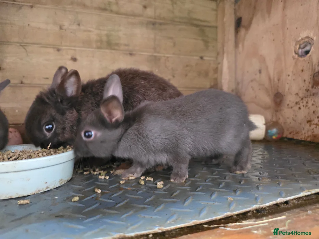 Rex rabbits for sale: Mini Rex and DwarfxRex - Advert 19