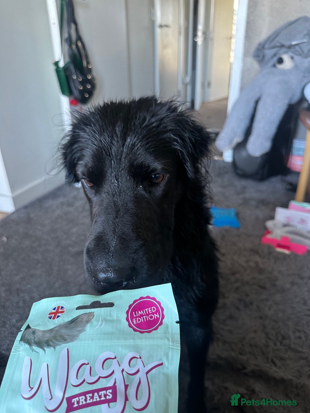 Mixed Breed dogs for sale: Ashly needs a new home asap! 🫶 - Advert 7