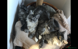 Norwegian Forest Cat cats for sale: Norweigan Forest Kittens  - Image 2