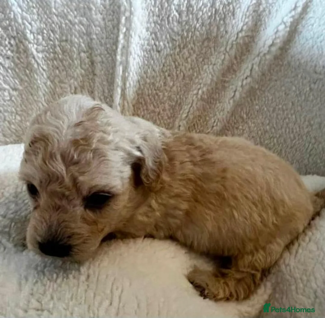 Toy Poodle dogs for sale: Beautiful Toy Poodle Puppies in Birmingham - Advert 2