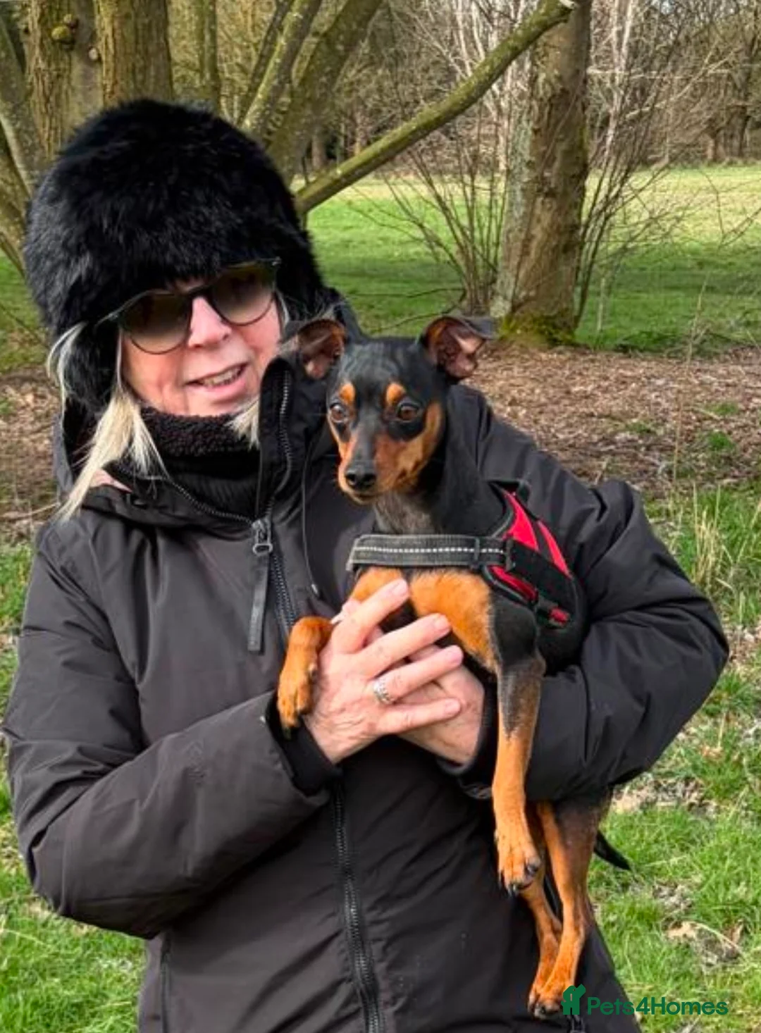 Miniature Pinscher dogs for sale: Minature Pinscher 2 year old  - Advert 2