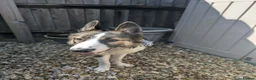Border Collie dogs for sale: 10 month old tri border collie - Advert 2