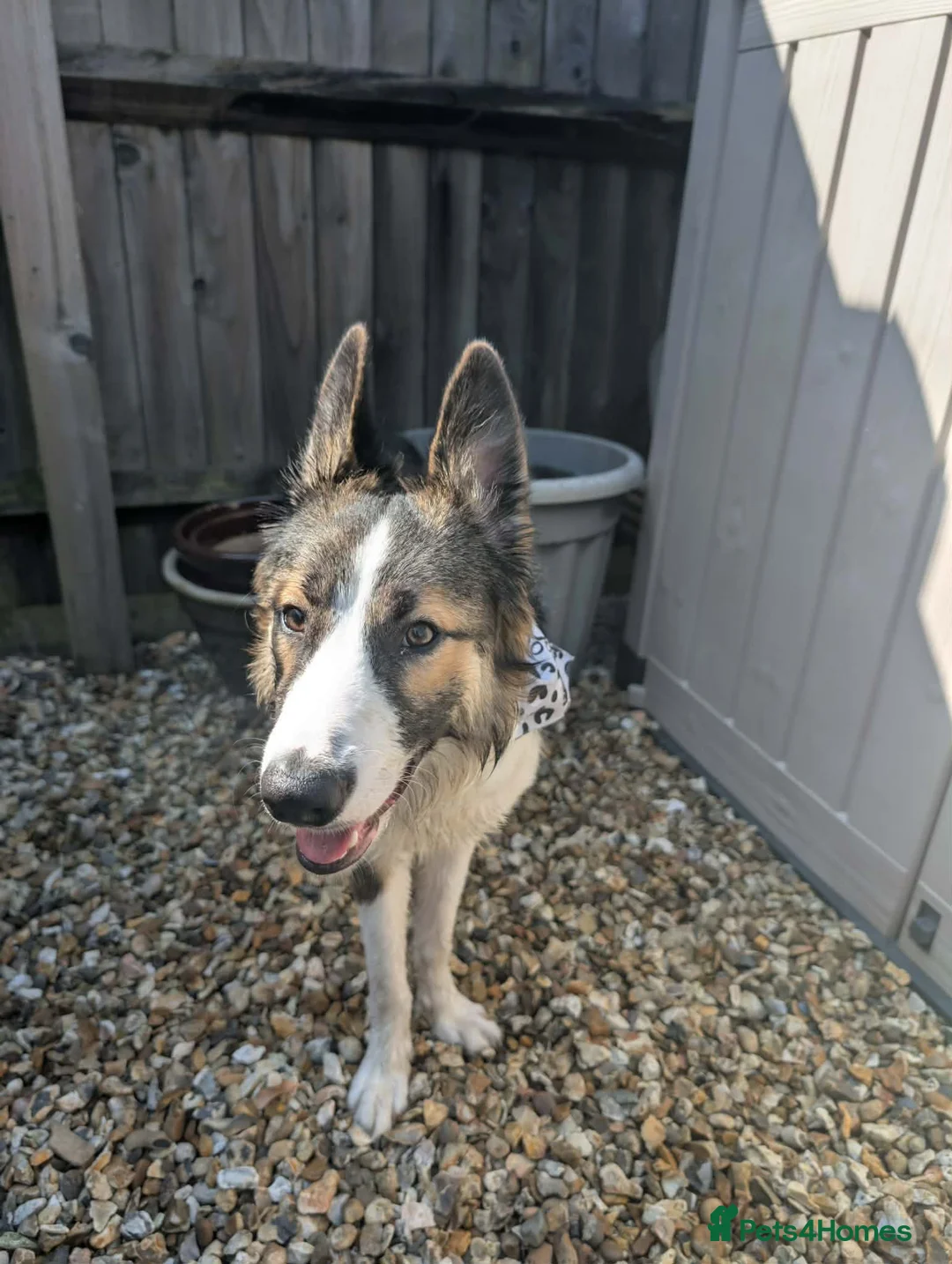 Border Collie dogs for sale: 10 month old tri border collie - Advert 2