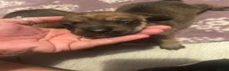 Jackshund dogs for sale: Jackshunds puppies  - Advert 2