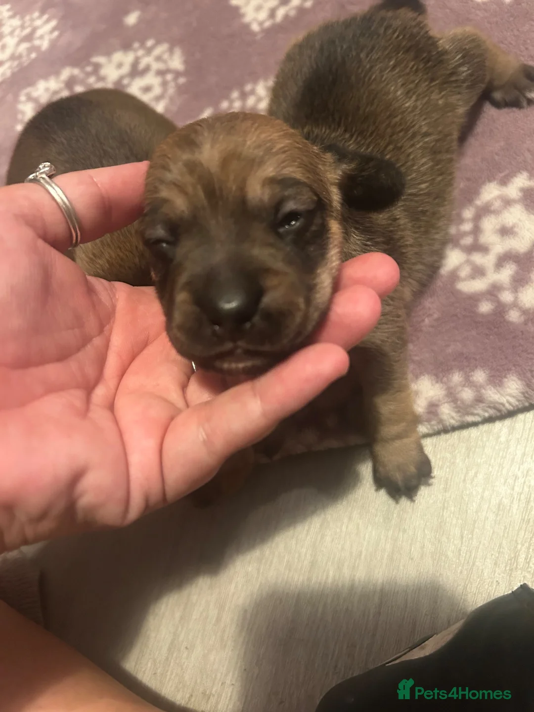 Jackshund dogs for sale: Jackshunds puppies  - Advert 2