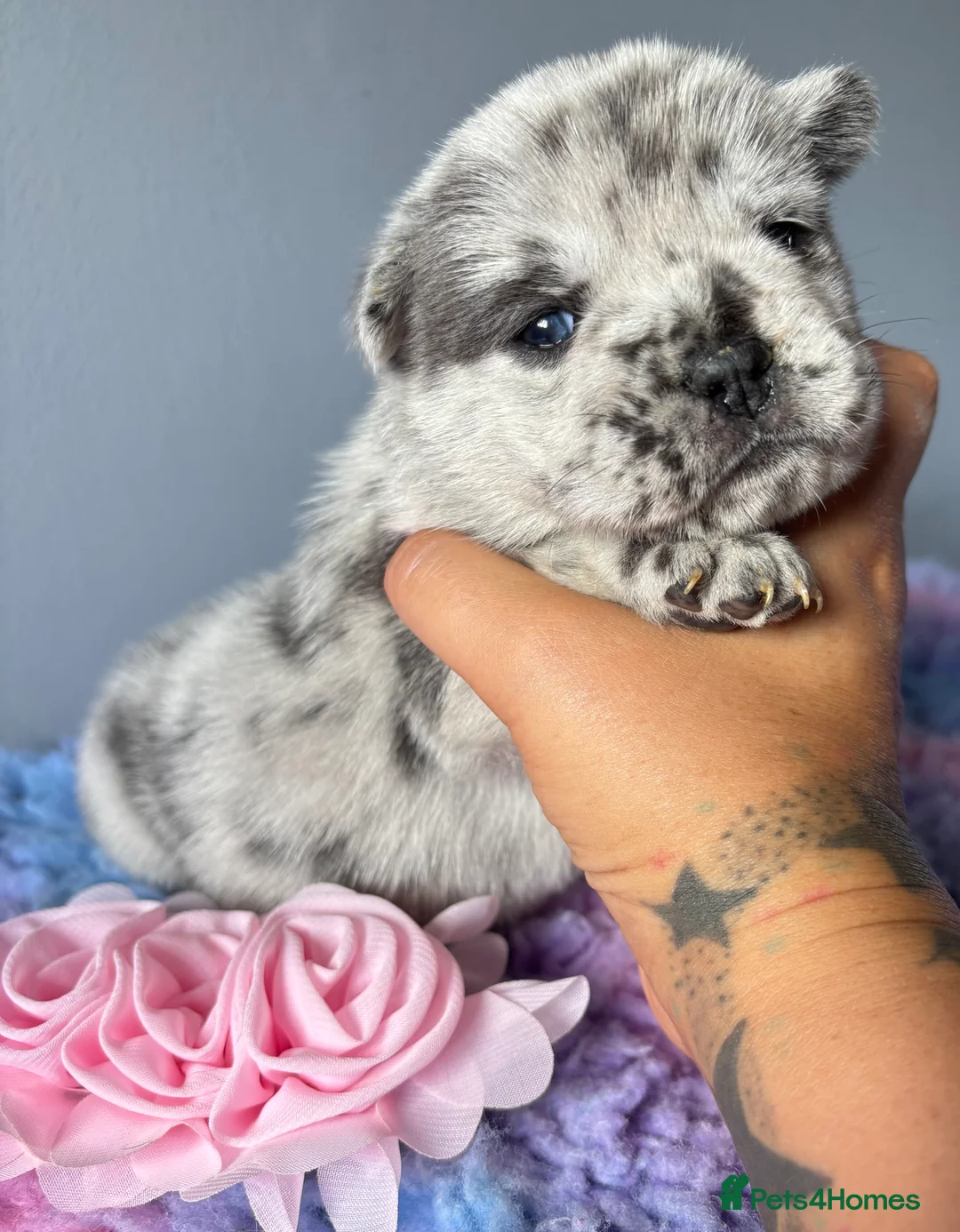 Mixed Breed dogs for sale: Frow frow puppies for sale in Glasgow - Advert 5