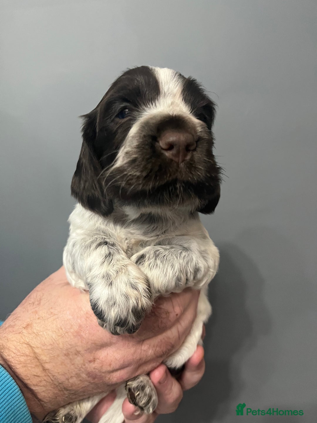 Sprocker dogs for sale: CHUNKY 5* SPROCKER PUPS - Advert 8