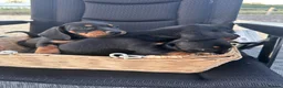 Dachshund dogs for sale: Dachshund  in Swadlincote - Advert 6