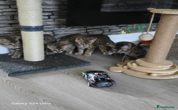 Bengal cats - Advert 16