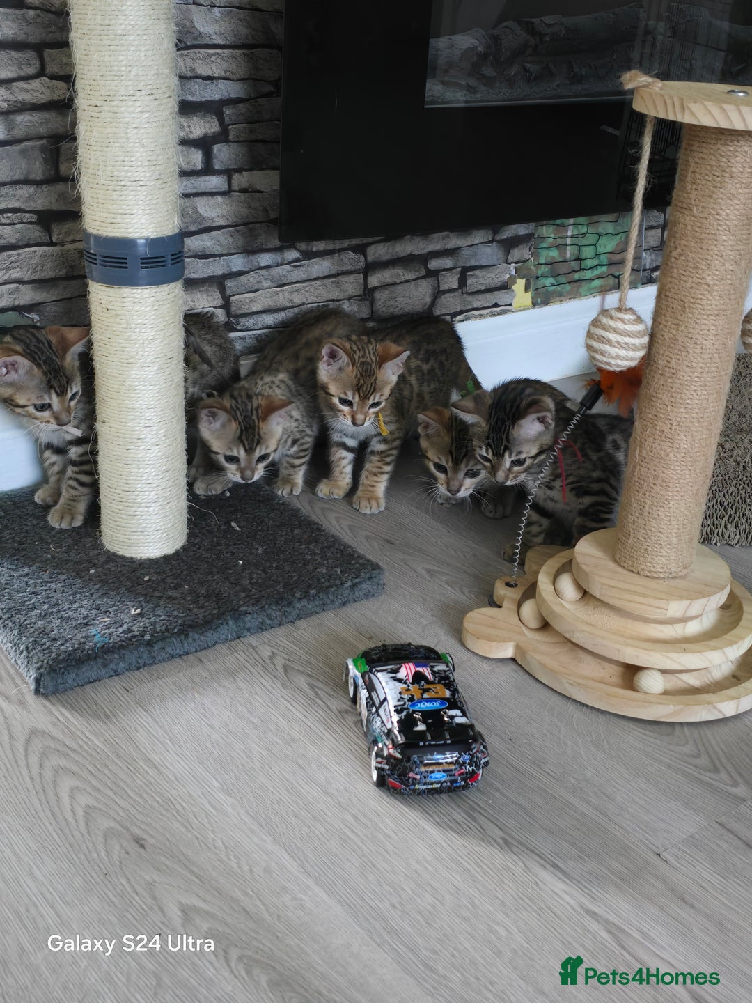 Bengal cats for sale: 4 beautiful bengal kitten  - Image 1