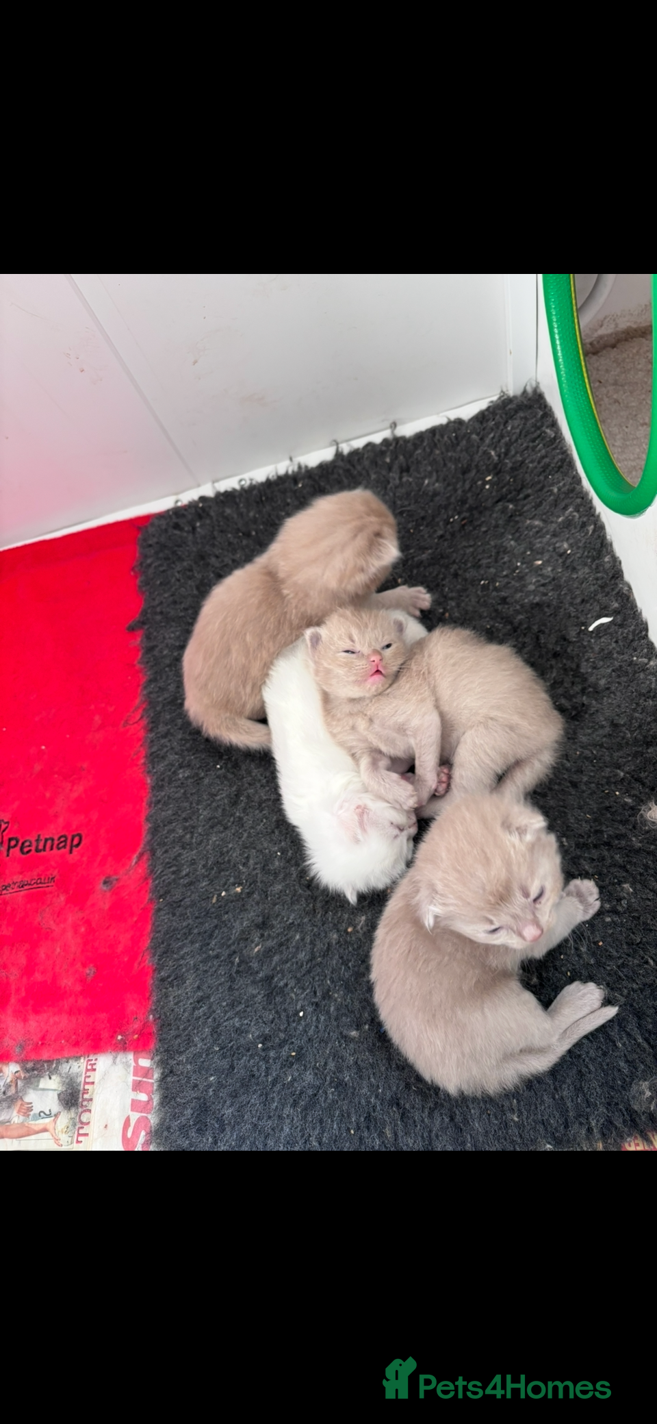 Ragdoll cats RARE PURE BRED FAWN RAGDOLL BABIES - Advert 1