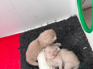 Ragdoll cats RARE PURE BRED FAWN RAGDOLL BABIES - Advert 1