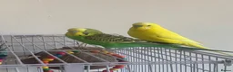 Budgerigars birds for sale: couple of budgies  in Birmingham - Advert 2