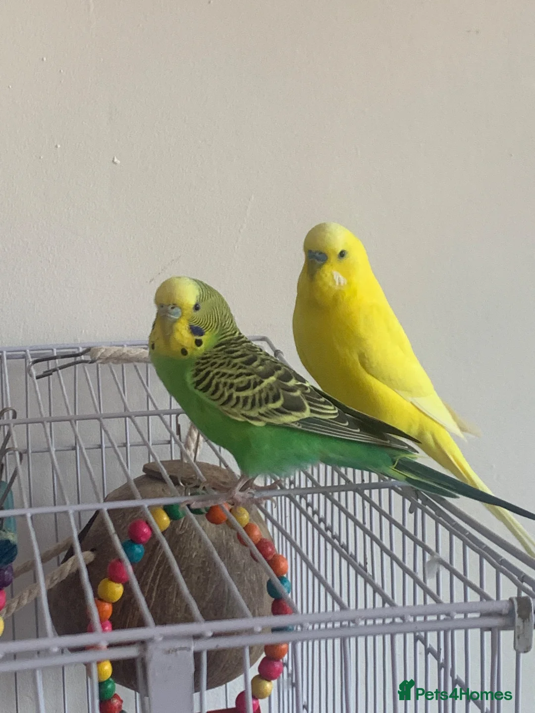 Budgerigars birds for sale: couple of budgies  in Birmingham - Advert 2