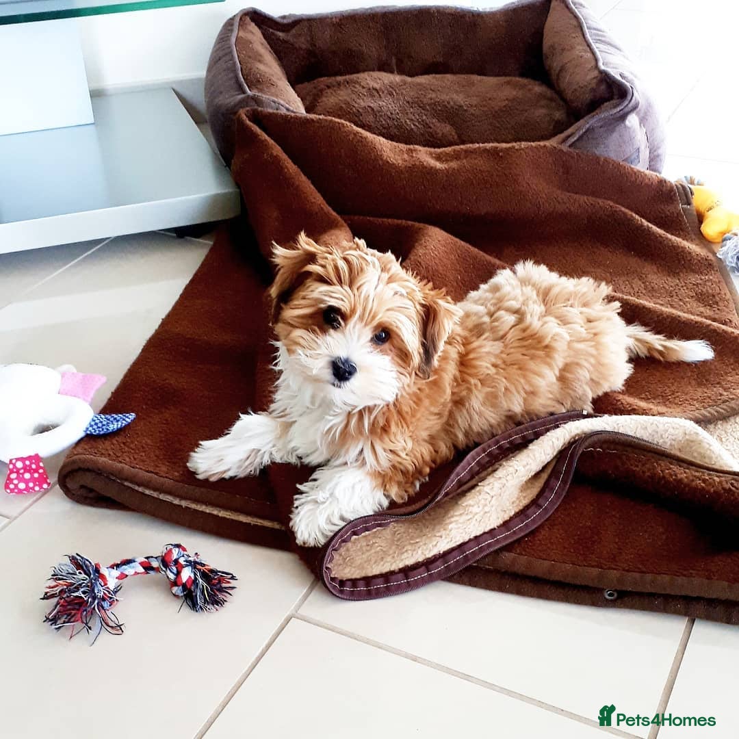 Havanese dogs for sale: Havanese Puppy Rosie Seeking a Loving Home - Advert 4