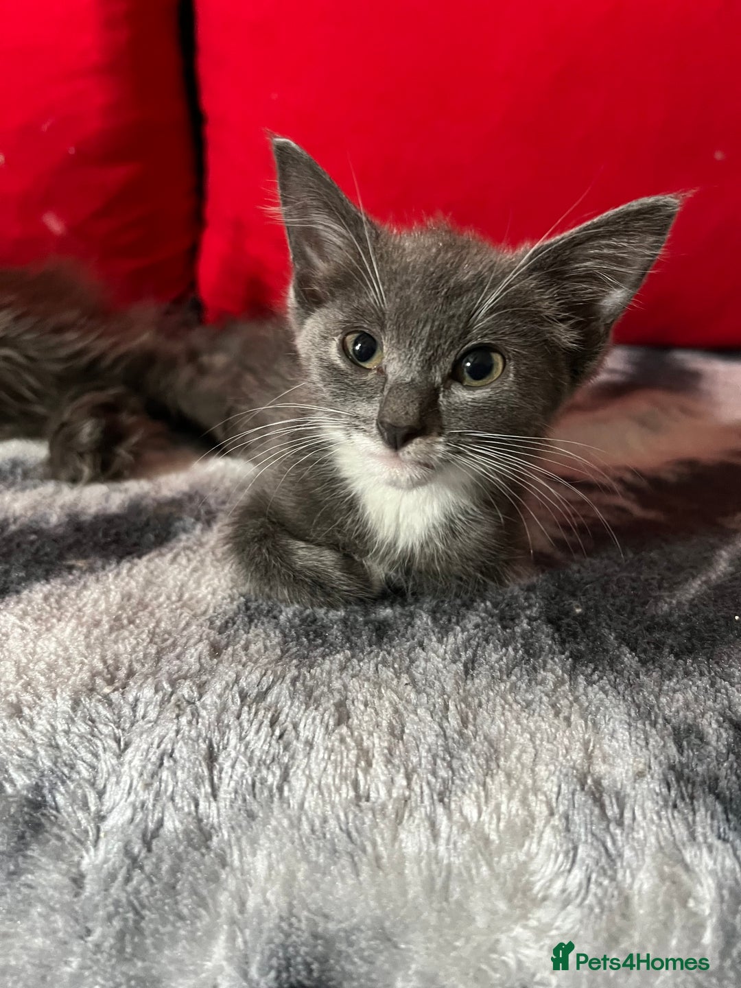 Maine Coon cats for sale: Last little boy  - Image 6