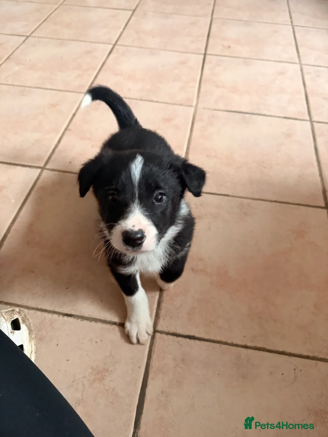 Border Collie dogs for sale: Gorgeous border collie puppies for sale  - Advert 3