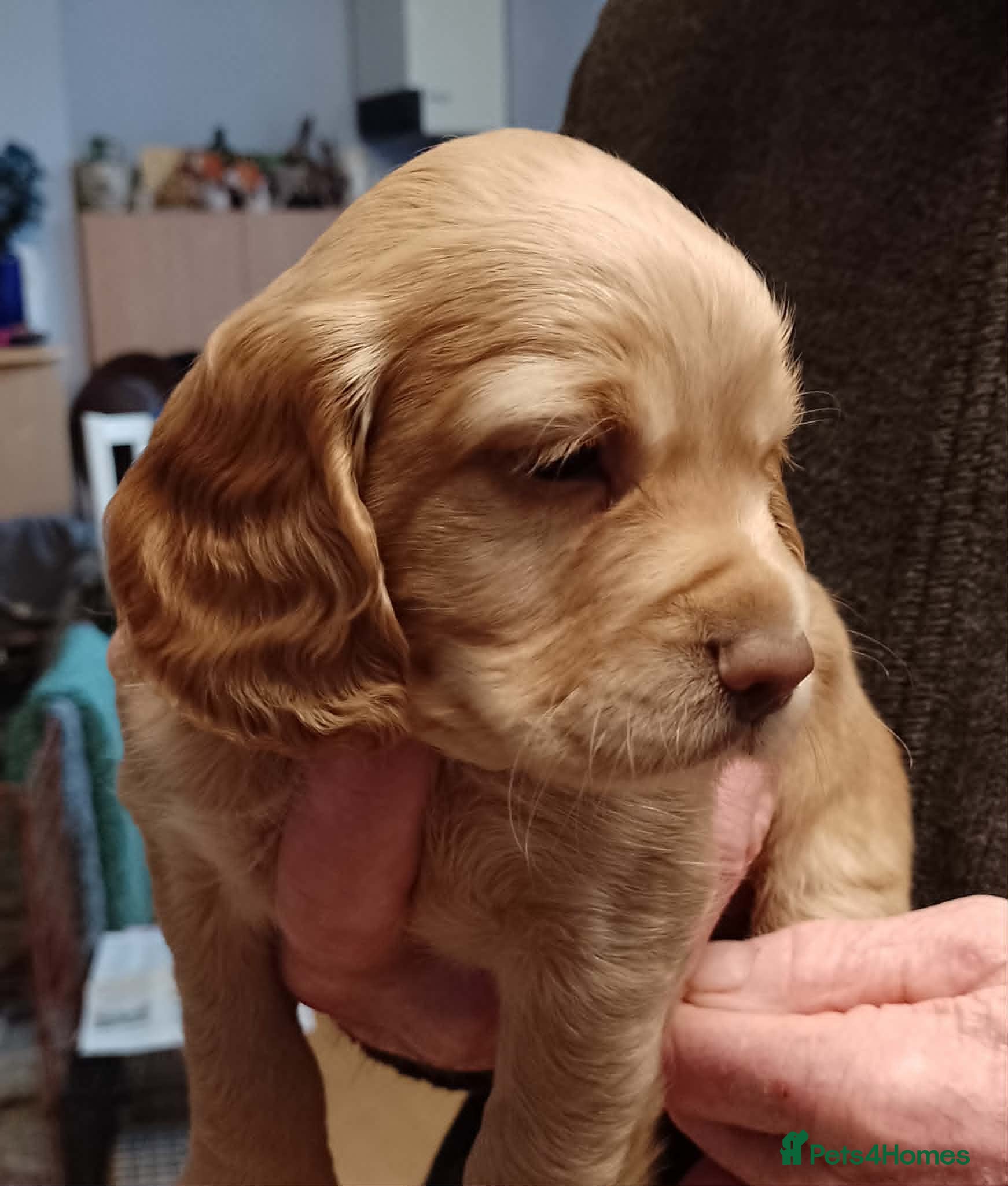 Cocker Spaniel dogs KC reg working cocker spaniel - Advert 7