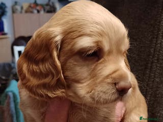 Cocker Spaniel dogs KC reg working cocker spaniel - Advert 17