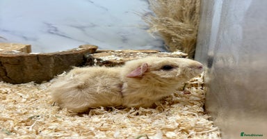 Guinea Pig rodents - Advert 16