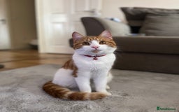 Domestic Shorthair cats for sale: Gorgeous Male Domestic Shorthair Tabby - Image 7