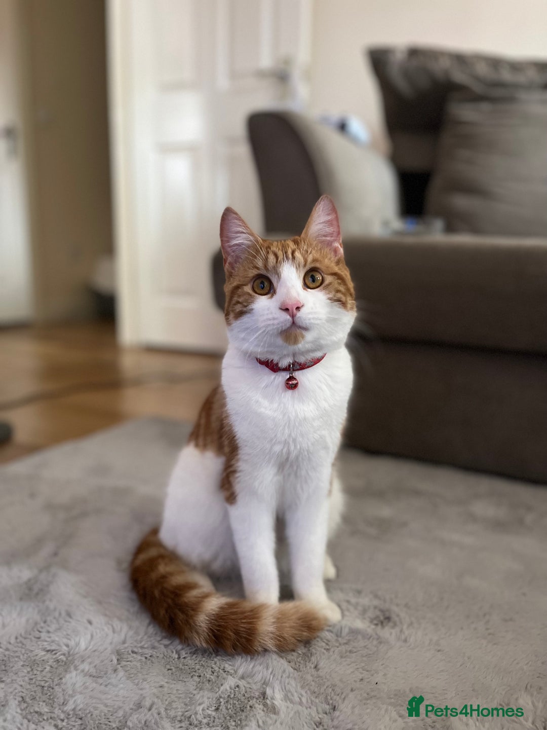 Domestic Shorthair cats for sale: Gorgeous Male Domestic Shorthair Tabby - Image 7