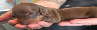 Dachshund 3
