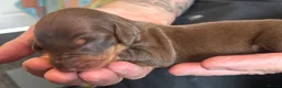 Dachshund dogs for sale: QUALITY KC STANDARD SMOOTH DAHSHUNDS  - Advert 4